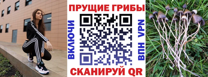 Галлюциногенные грибы Cubensis  цены   Сарапул 